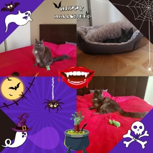 Hugí oslavuje Halloween